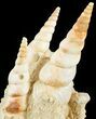 Fossil Gastropod (Haustator) Cluster - Damery, France #62514-2
